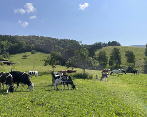 Gullerhof (Glottertal) Gullerhof (Glottertal)