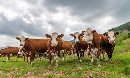 Marterer-Hof (Fr�hnd)