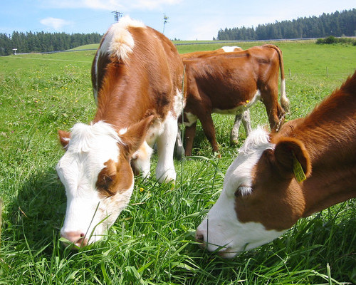 Farnbauernhof Schönwald (Schönwald) Farnbauernhof Schönwald (Schönwald)