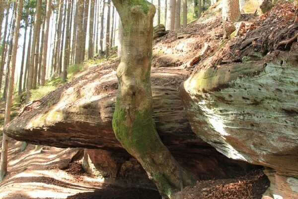 Stubenfelsen Copyright: (Mit freundlicher Genehmigung von Teinachtal-Touristik) Stubenfelsen Copyright: (Mit freundlicher Genehmigung von Teinachtal-Touristik)