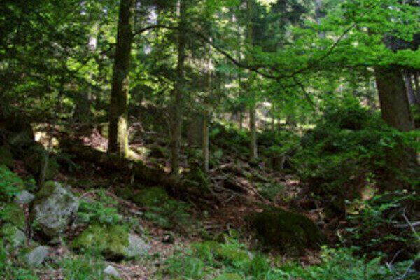 Großtannenweg Copyright: (Mit freundlicher Genehmigung der Gemeinde Seewald) Großtannenweg Copyright: (Mit freundlicher Genehmigung der Gemeinde Seewald)