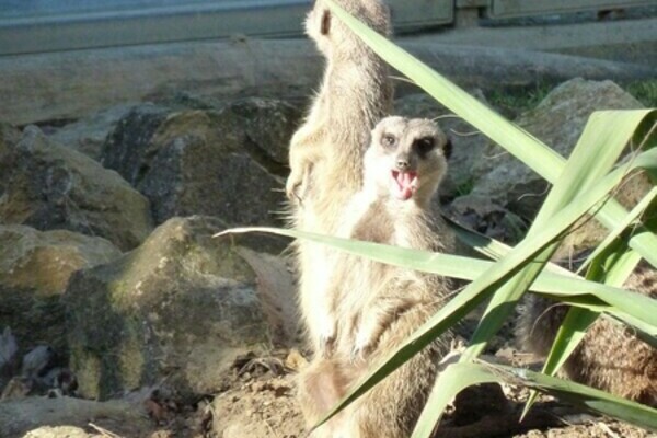 Erdmänchen im Mundenhof Erdmänchen im Mundenhof