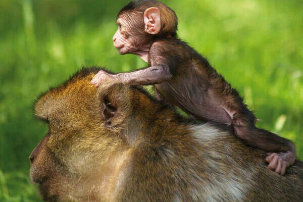 Bildnachweis: Mit freundlicher Genehmigung des Vogelpark Steinen Bildnachweis: Mit freundlicher Genehmigung des Vogelpark Steinen