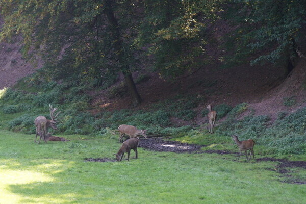 Bildnachweis: Mit freundlicher Genehmigung der Stadt Calw Bildnachweis: Mit freundlicher Genehmigung der Stadt Calw