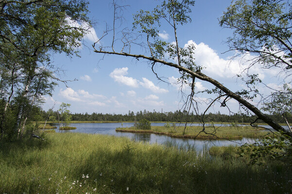 Wildsee Bildnachweis: Touristik Bad Wildbad Wildsee Bildnachweis: Touristik Bad Wildbad