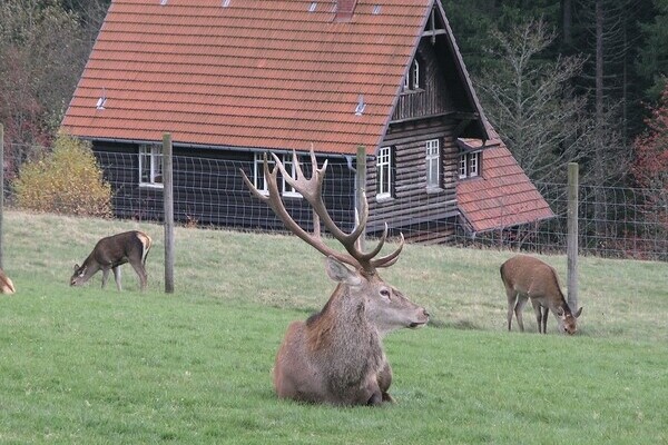 Bildnachweis: © Natur-Infozentrum Kaltenbronn Bildnachweis: © Natur-Infozentrum Kaltenbronn