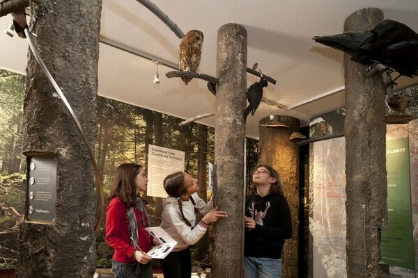 Vogelstimmen Bildnachweis: © Natur-Infozentrum Kaltenbronn Vogelstimmen Bildnachweis: © Natur-Infozentrum Kaltenbronn