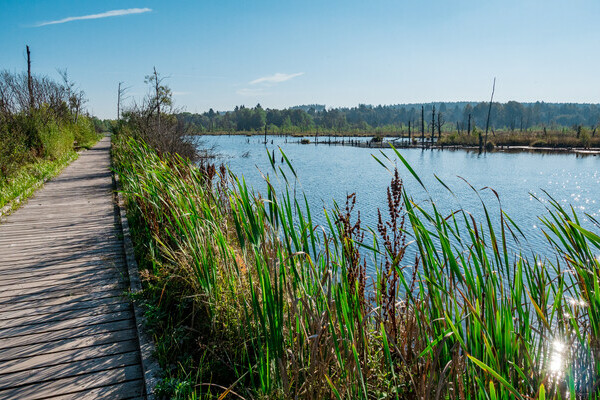 Schwenninger Moos Copyright: (Wirtschaft und Tourismus Villingen-Schwenningen GmbH) Schwenninger Moos Copyright: (Wirtschaft und Tourismus Villingen-Schwenningen GmbH)