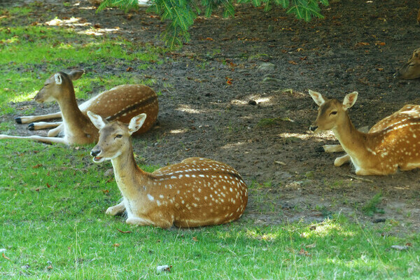 Wildgehege Eulengrund Bildnachweis: Mit freundlicher Genehmigung von Baiersbronn Touristik Wildgehege Eulengrund Bildnachweis: Mit freundlicher Genehmigung von Baiersbronn Touristik