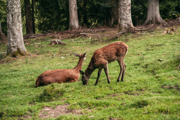 Wildgehege Sankenbach Bildnachweis: Mit freundlicher Genehmigung von Baiersbronn Touristik | &copy; Max Gnter