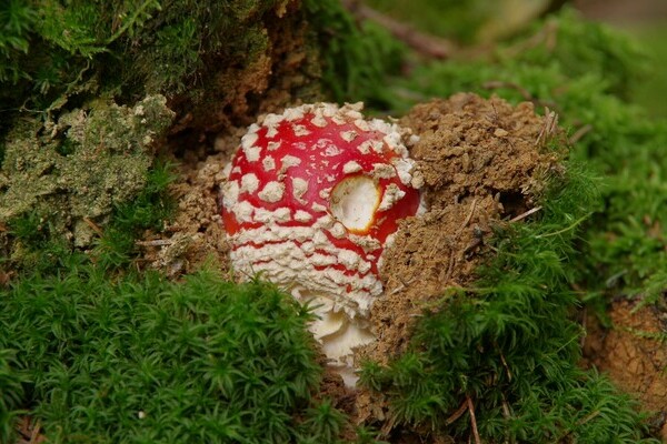 Pilzlehrschau Hornberg Bildnachweis: Mit freundlicher Genehmigung der Tourist-Information Hornberg Pilzlehrschau Hornberg Bildnachweis: Mit freundlicher Genehmigung der Tourist-Information Hornberg
